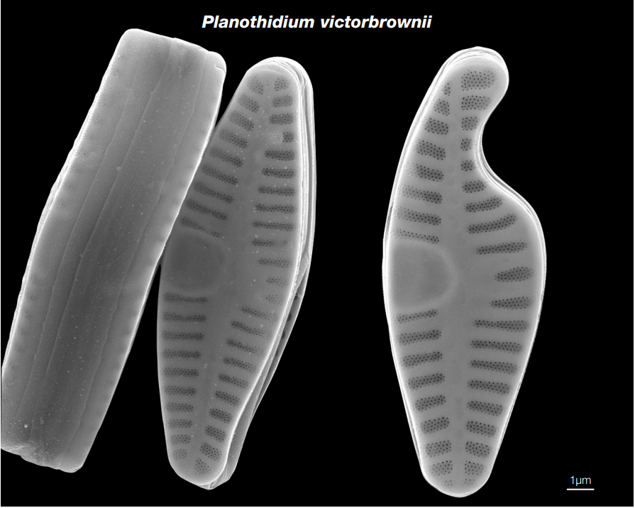 Planothidium victorbrownii