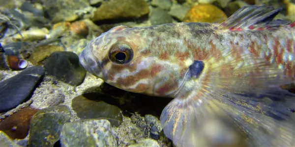 Fish - Redfin Bully