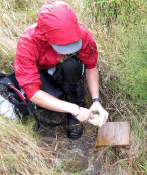 Baiting a pitfull trap, Griffiths, 2010