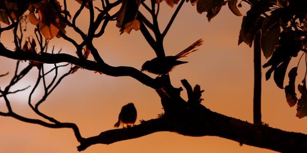 Fantails in a tree at sunset