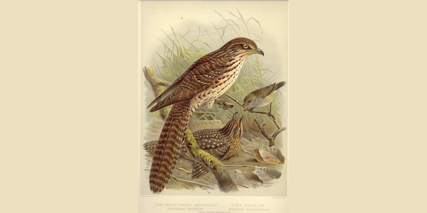 Long-Tailed-Cuckoo