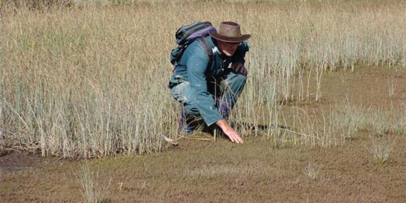 Graeme Worner surveying salt marsh plants