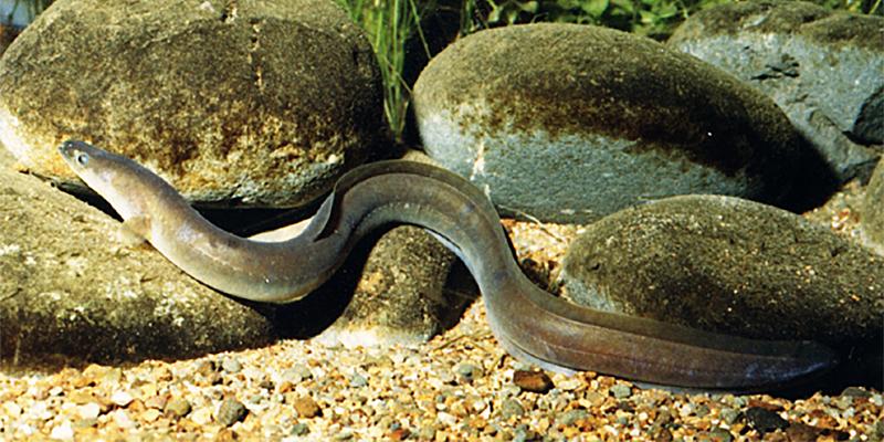 long-fin-eel.jpg