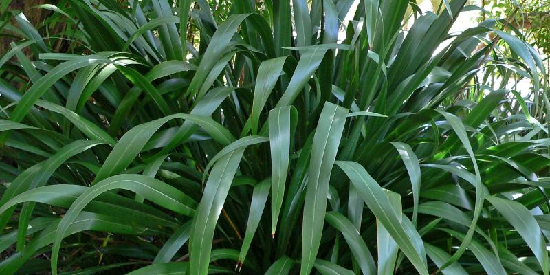 New Zealand Flax - a common type of riparian vegetation